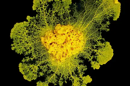 Une photographie au microscope du blob, organisme unicellulaire jaune.