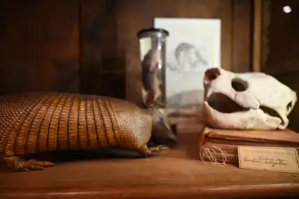 Étagère du Cabinet de curiosités contenant divers objets, dont un crâne animal et un tatou empaillé.